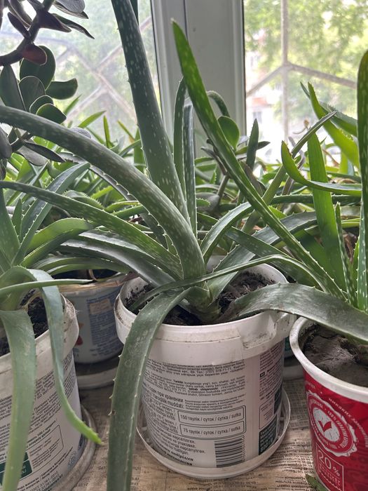 Алое; Алое Вера