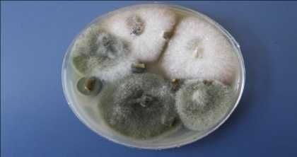 Средство защиты растений и урожая Комплекс FİTOR-PHOSFULL, РАСПРОДАЖА!