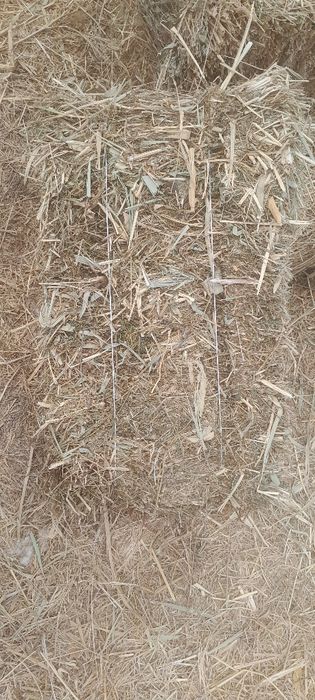 Беда прест сотилади боги катта келиб куринг