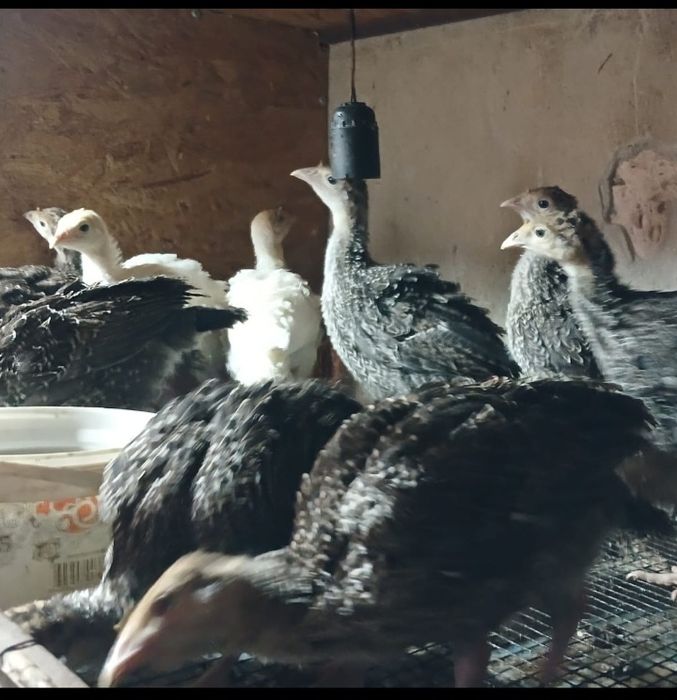 Бронзы 708. Рс Үндік балпаны сатылады.