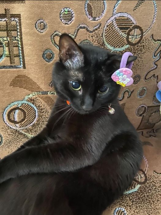 Бесплатно кошка добрые руки отдам