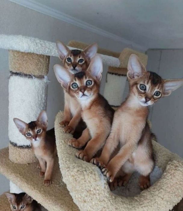 Абиссинские котята