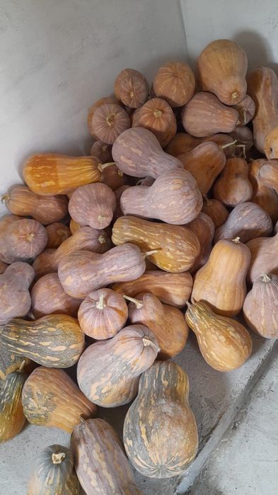 Продам мантную тыкву