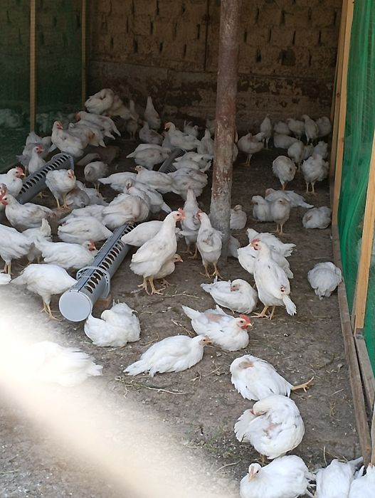 500 ta 2 oylik HY LAYIN joʻjalari sotiladi