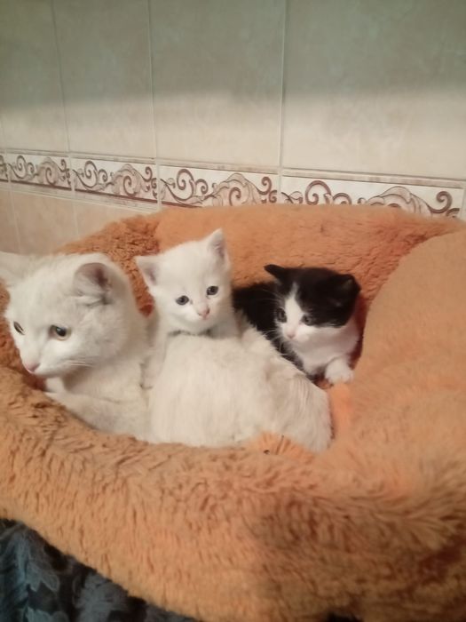 Отдам котят в добрые руки
