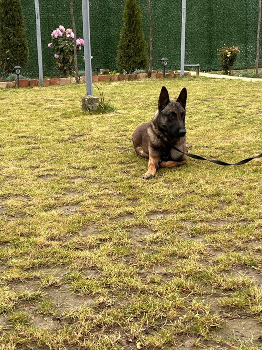 Белгийска Малиноа