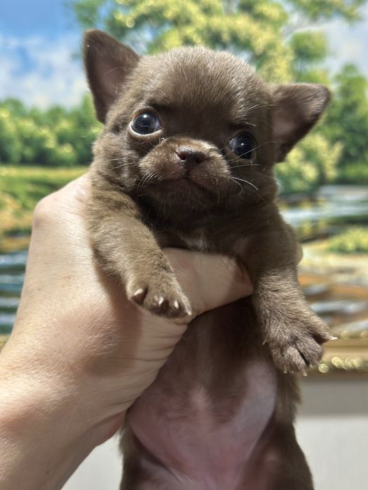 Девочки чихуахуа в шикарном современном типе