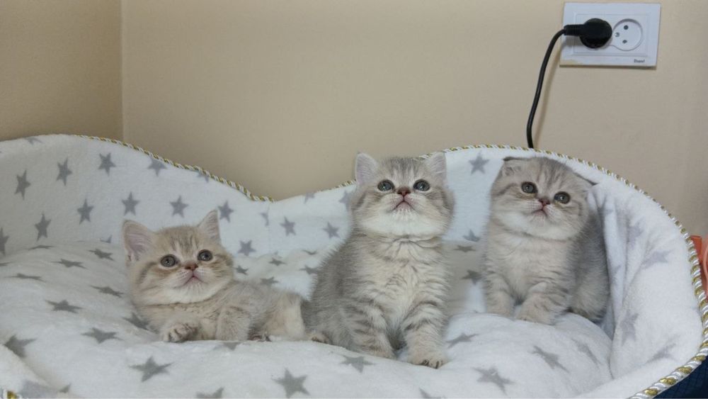 Скотиш фолд страйты