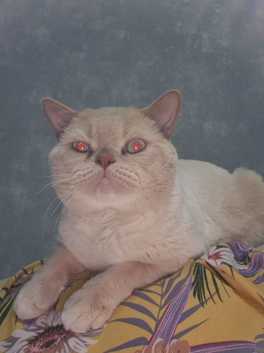 Отдам бесплатно кот