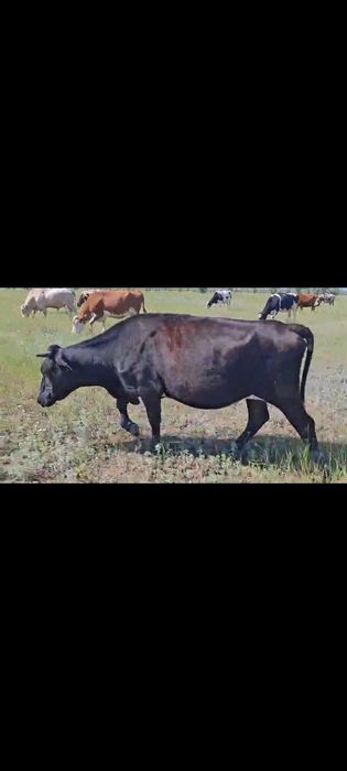 Продам 3 головы телки