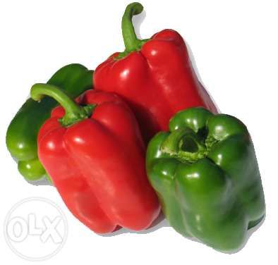 Rasaduri de ardei gras rosu Aktor F1