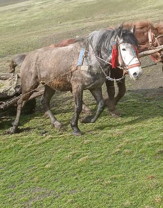 Vând armăsar de 4 ani