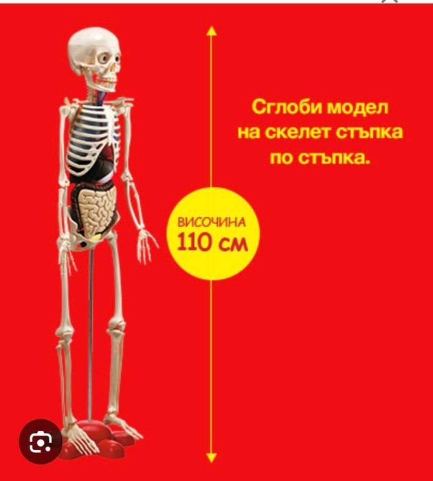 Човешкото тяло части+списание  от 1до 39 брой.