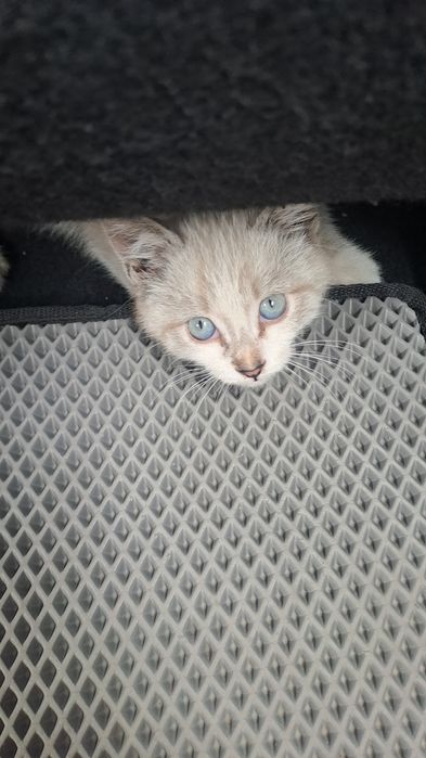 Котенок, мальчик,голубо глаза