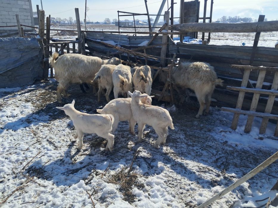 Зинин с козлятоми