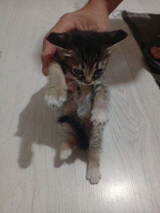 Отдадим котят бесплатно