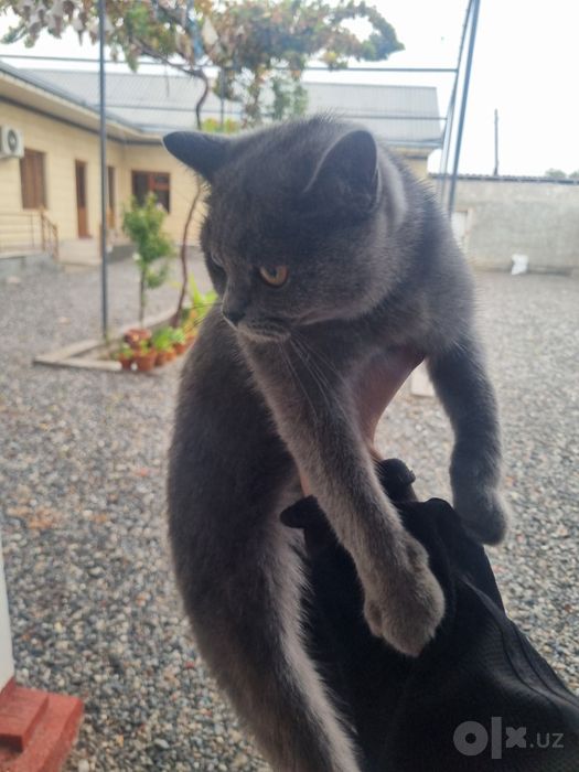 British cat kulrang
