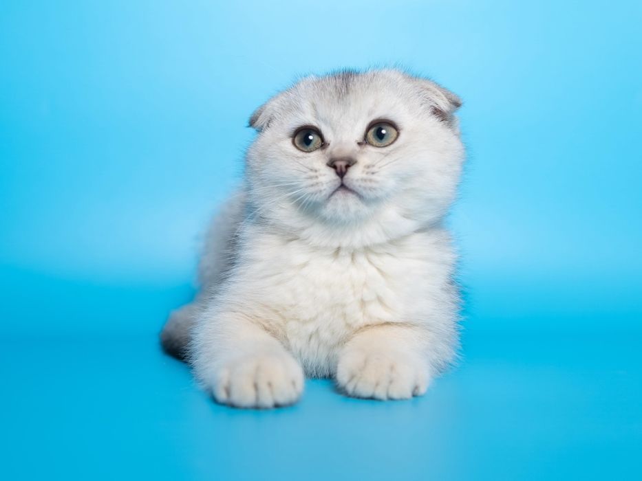 Серебро Шиншилла