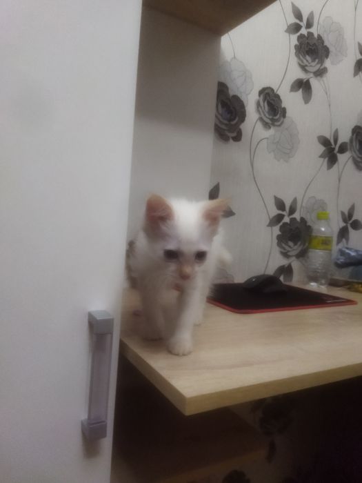 Отдам кошек в добрые руки