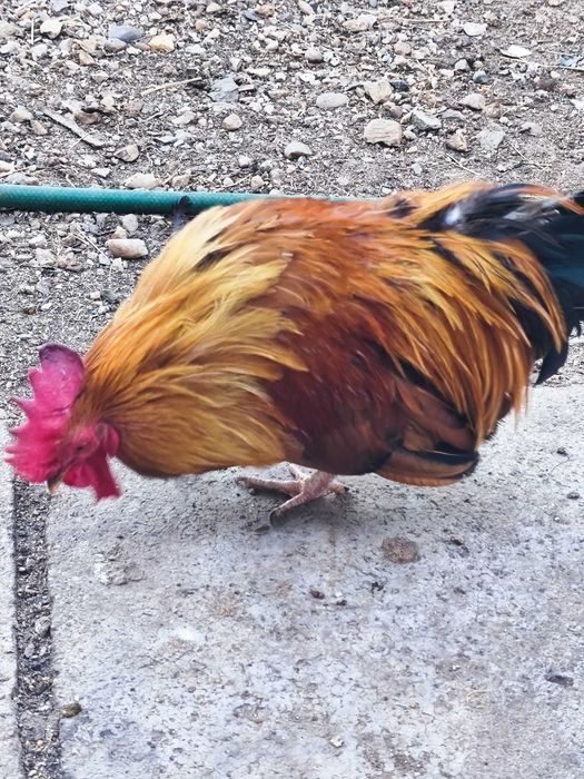 Cocosi de vânzare
