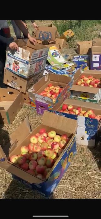 Яблоневый сад 5 га