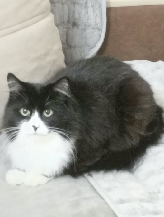 Отдам в добрые руки кошек