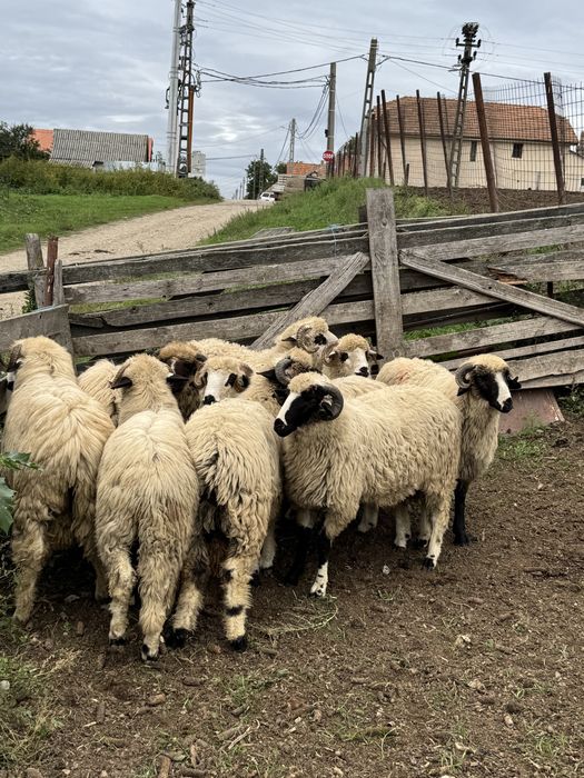 Vand berbectii de prasilă