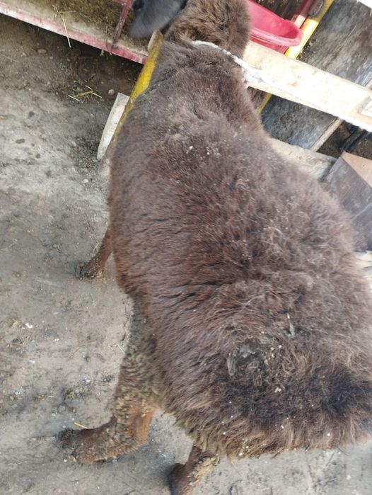 Семіз кошкарлар сатылады