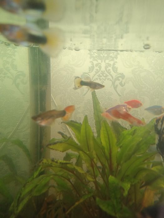 Аквариумные рыбки
