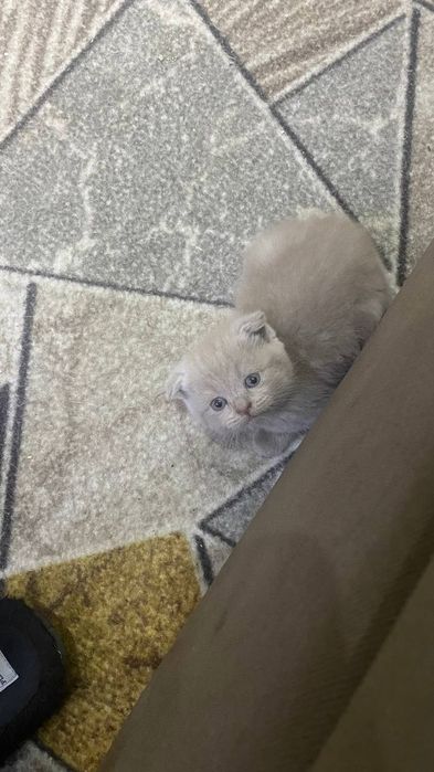 продажа котят шатландской пароды