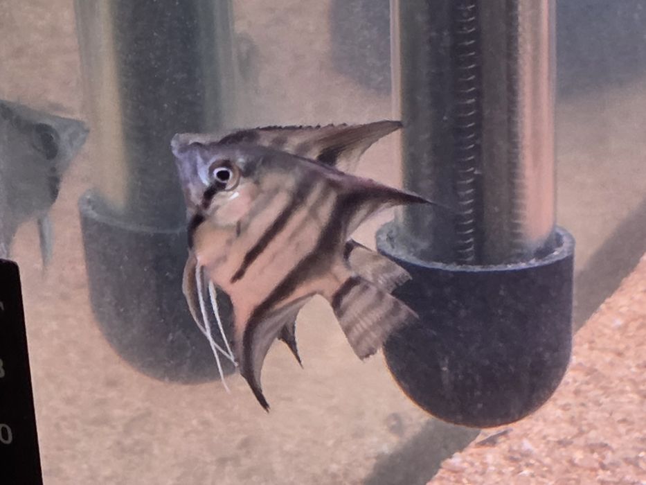 Скалярии Рио-Нанай, подростки.