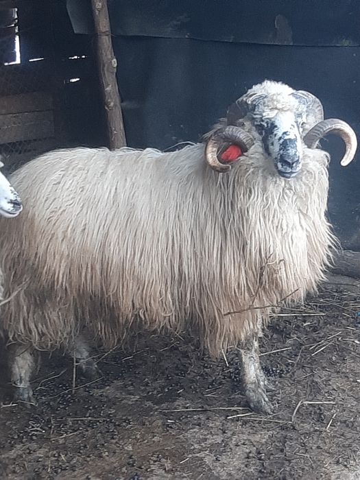 Berbec tânăr, exemplar deosebit