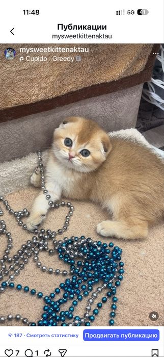 Золотые и серебрянные шиншиллы