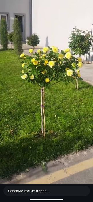 Куставые розы сорт20+