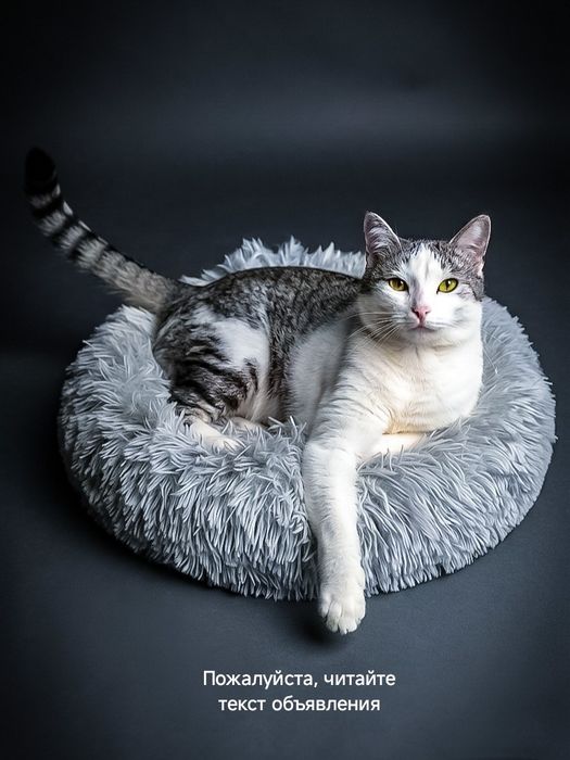 Кошки/коты стерилизованные