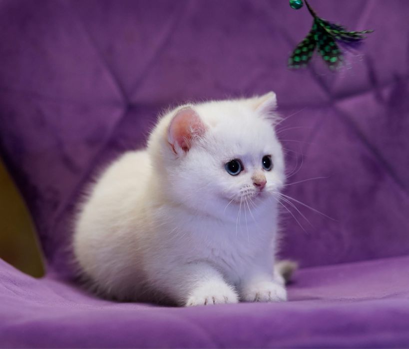 British Shorthair / Exemplar breeding&show