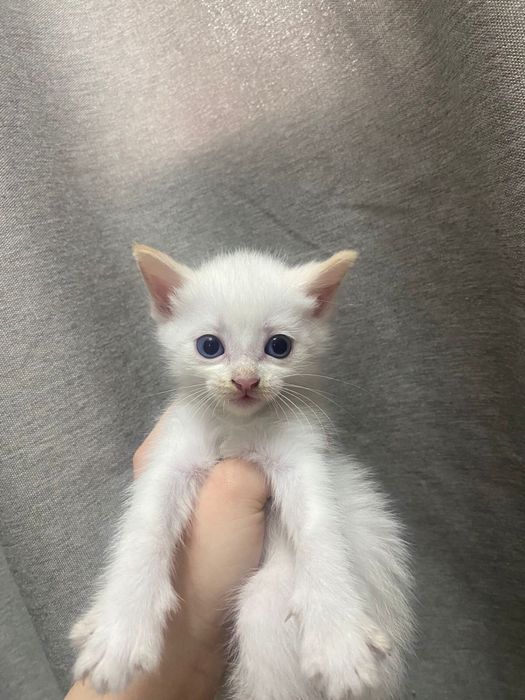 Котята бесплатно