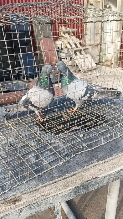 Голуби сизые бакинцы