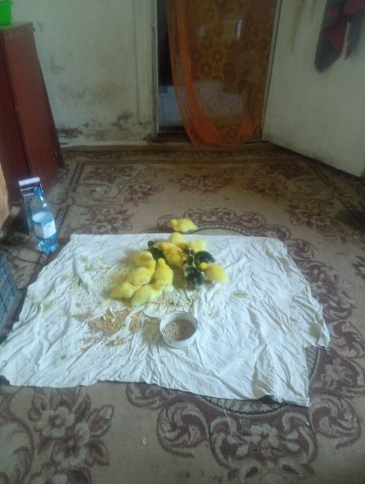 Продам суточных индоутят 15 штук