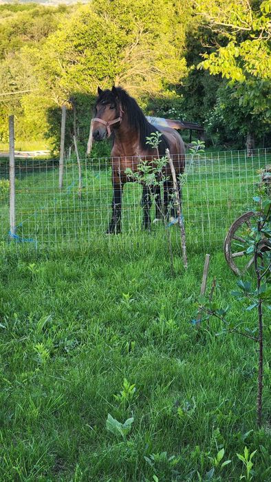 Vand armasar de 3 ani!