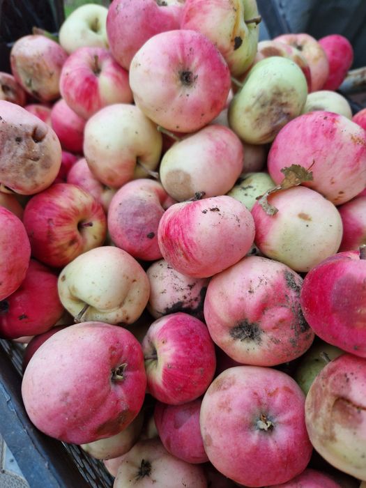 Продам яблоки падалица