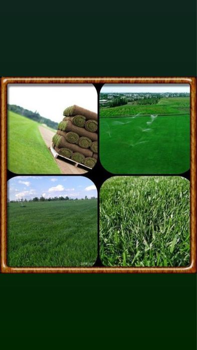 Газон уруги Дания