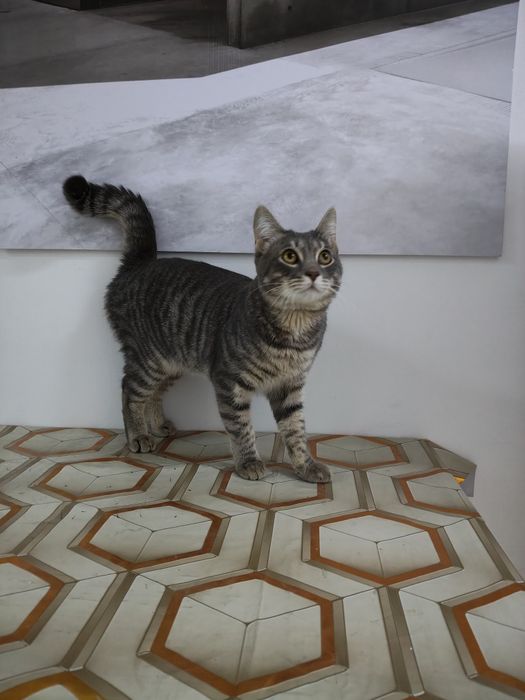 Кот в хорошие руки