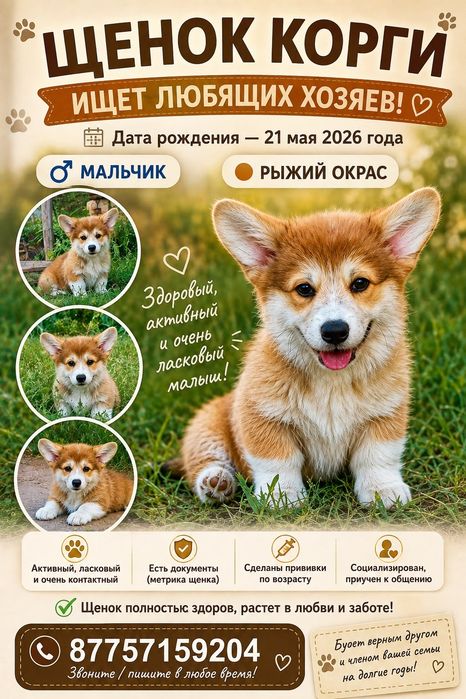 Щенок корги ищет любящих хозяев.