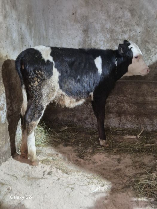 De vanzare vitica bălțată