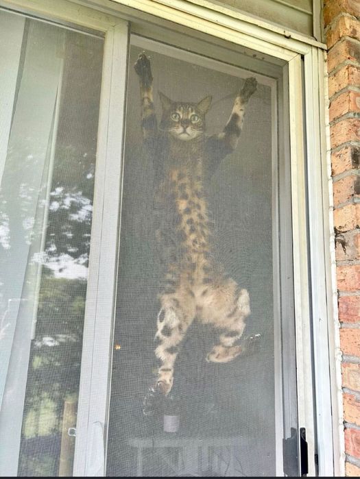 Москитные сетки