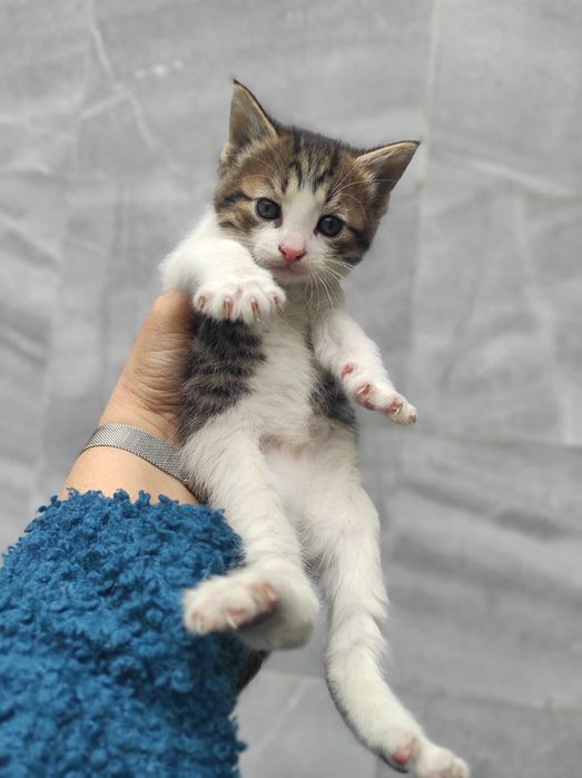 4 едномесечни котенца търсят дом