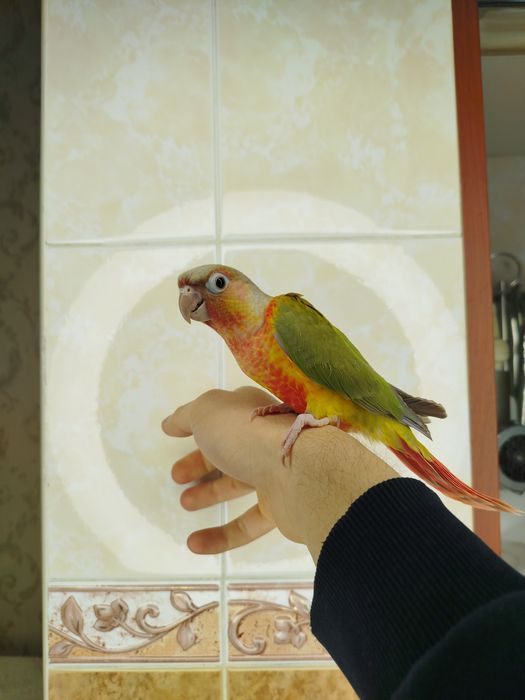 Ручной попугай перрура