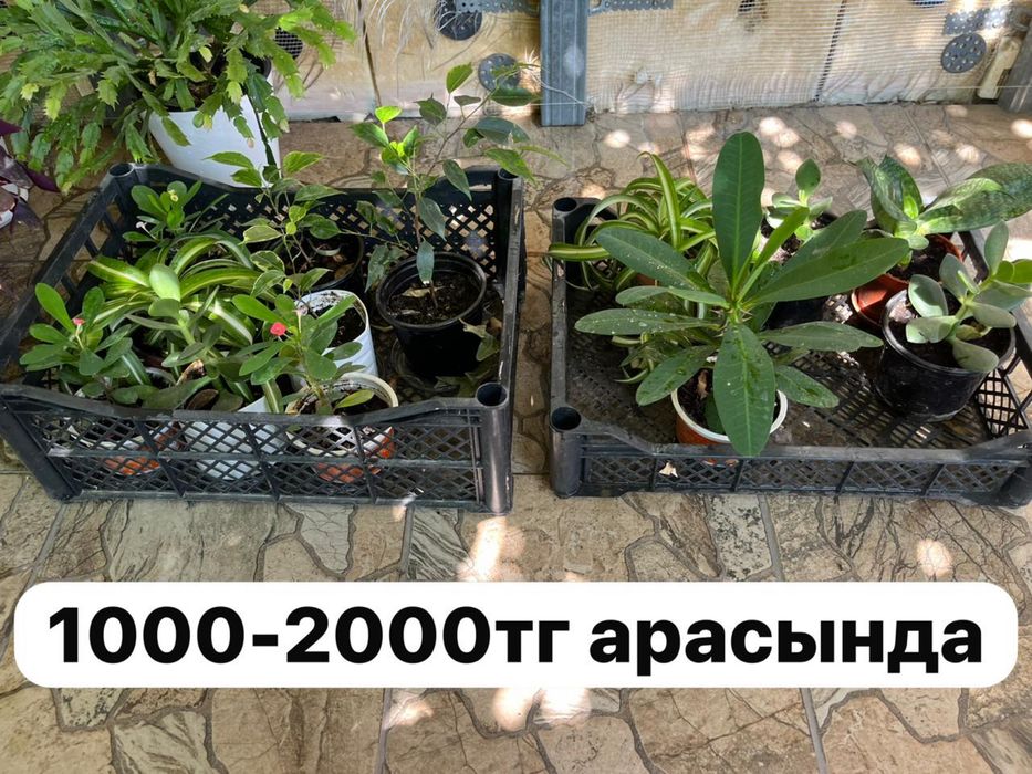 Домашние цветы.