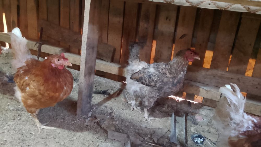 Продам куры домашние